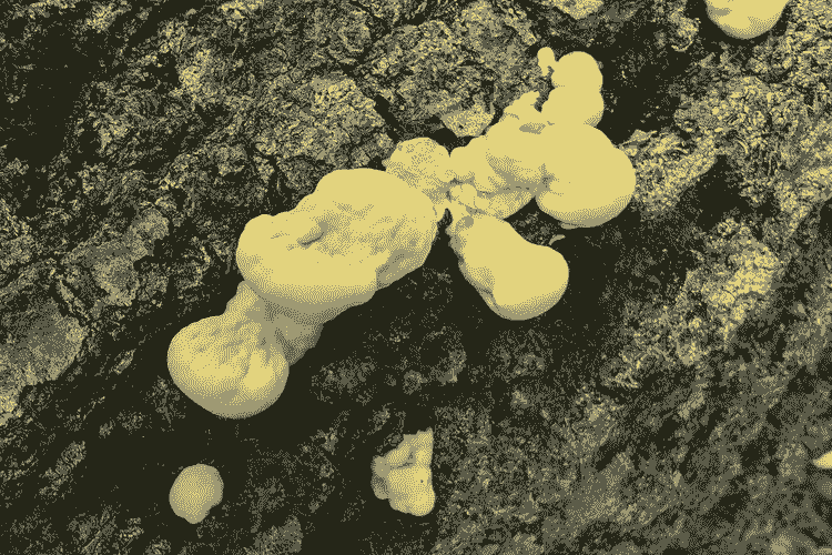 mushrooms
