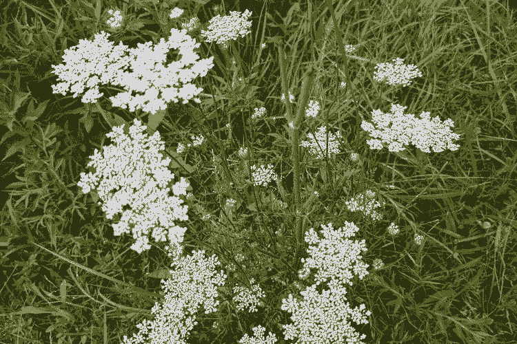 wildflowers